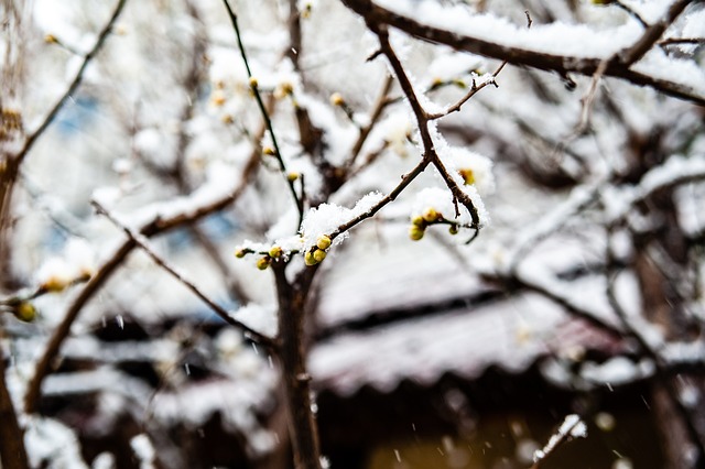 冰雪有情